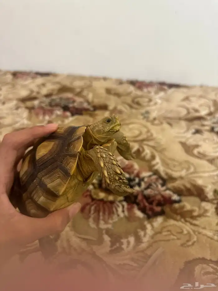 سلحفاة سولكاتا 4