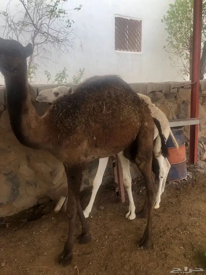 حشوان مناسبات العمر من 5 الى 6 شهور 7