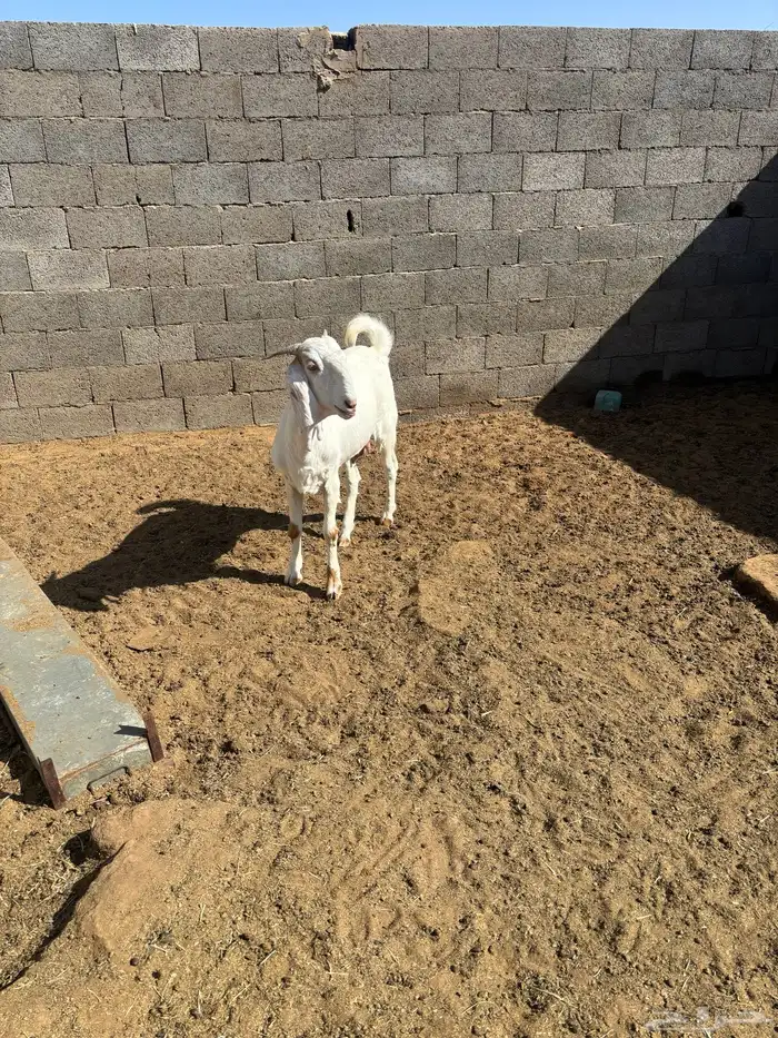 للبيع جفره فاخره مضرع 1