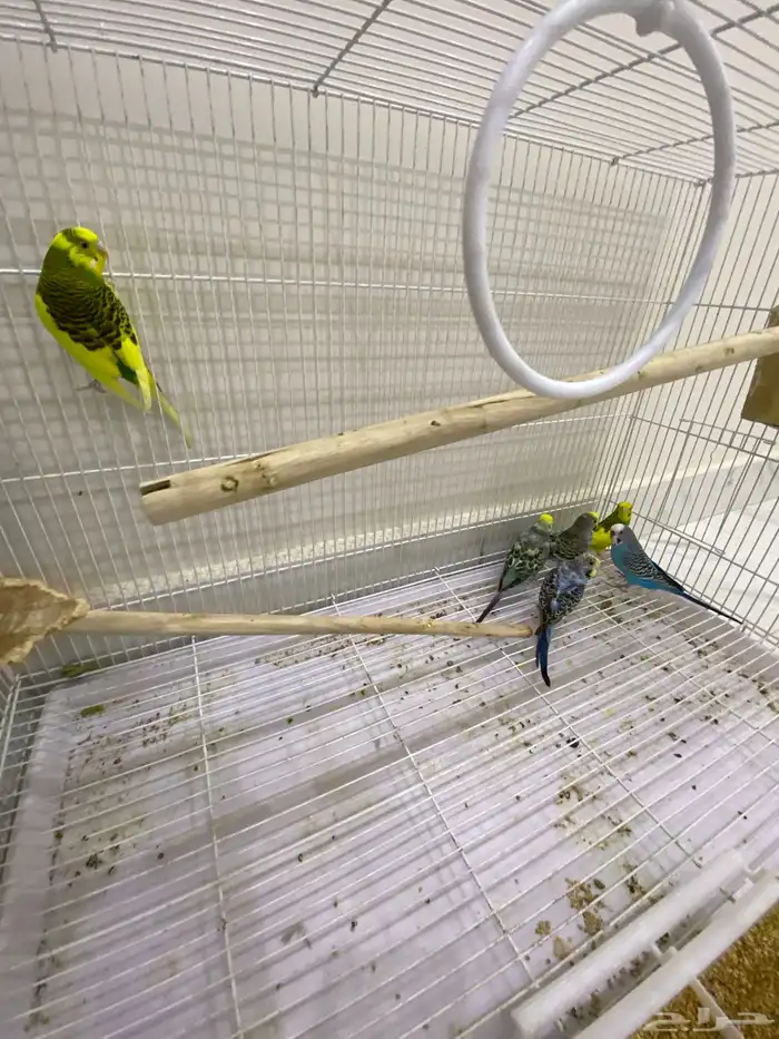 بادجي على السوم 1