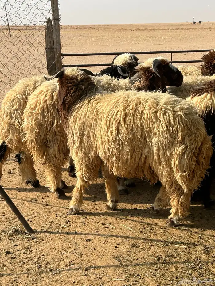 ذبايح وتمايم 1