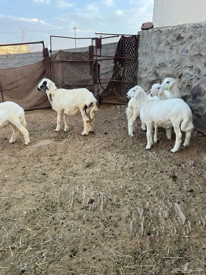 طليان 6