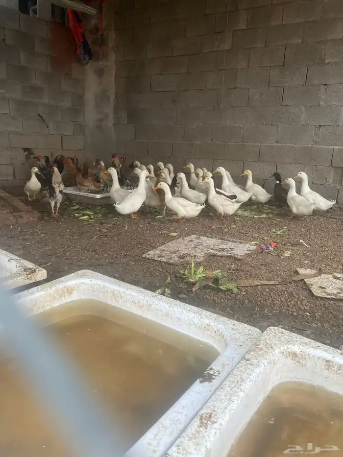 30 حبه بط بكيني بياض على الشرط فيه 6 ذكور والباقي اناثي 0