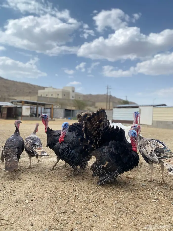 دجاج رومي 2