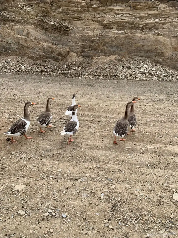 وز للبيع العدد 6 2