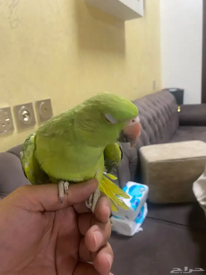 ببغاء دره صغير 1