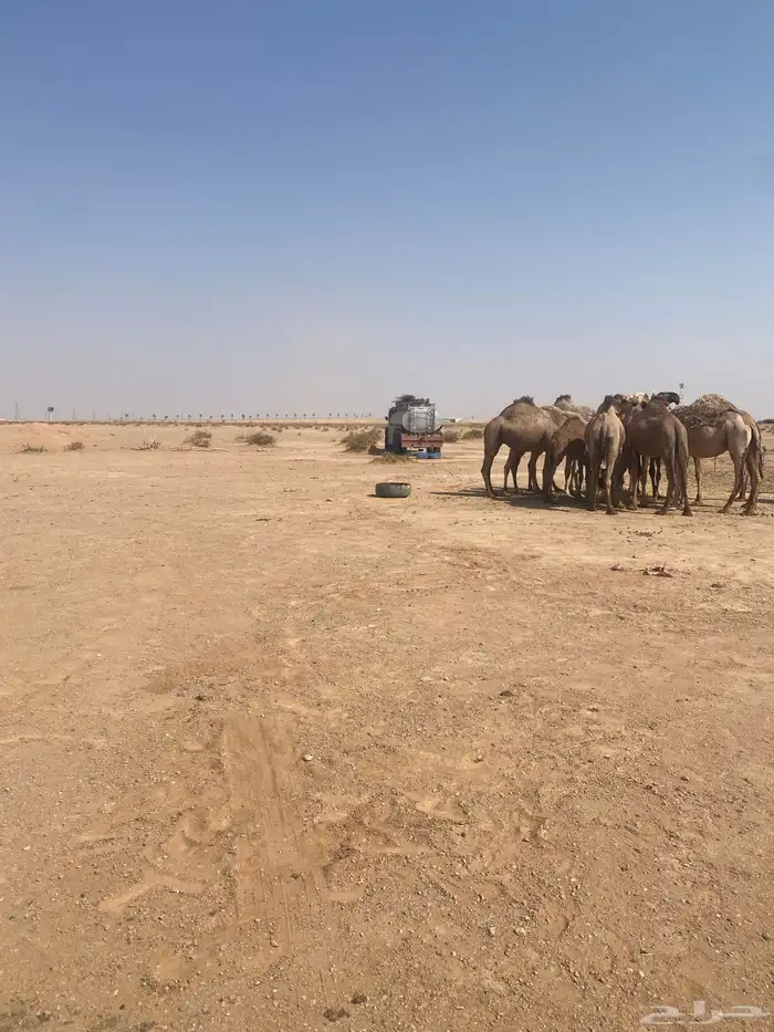 أبل عددها عشر مع ويتها وغرفتها 3