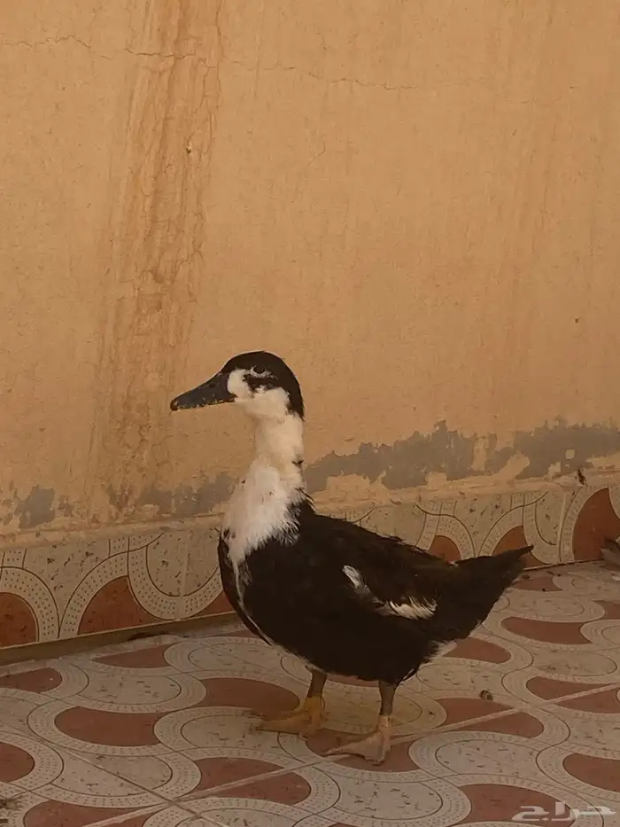 بطه للبيع 1