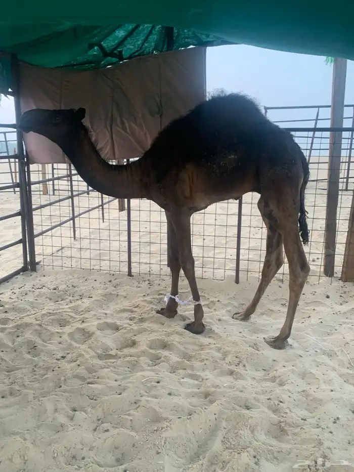 حوار مجهم 0