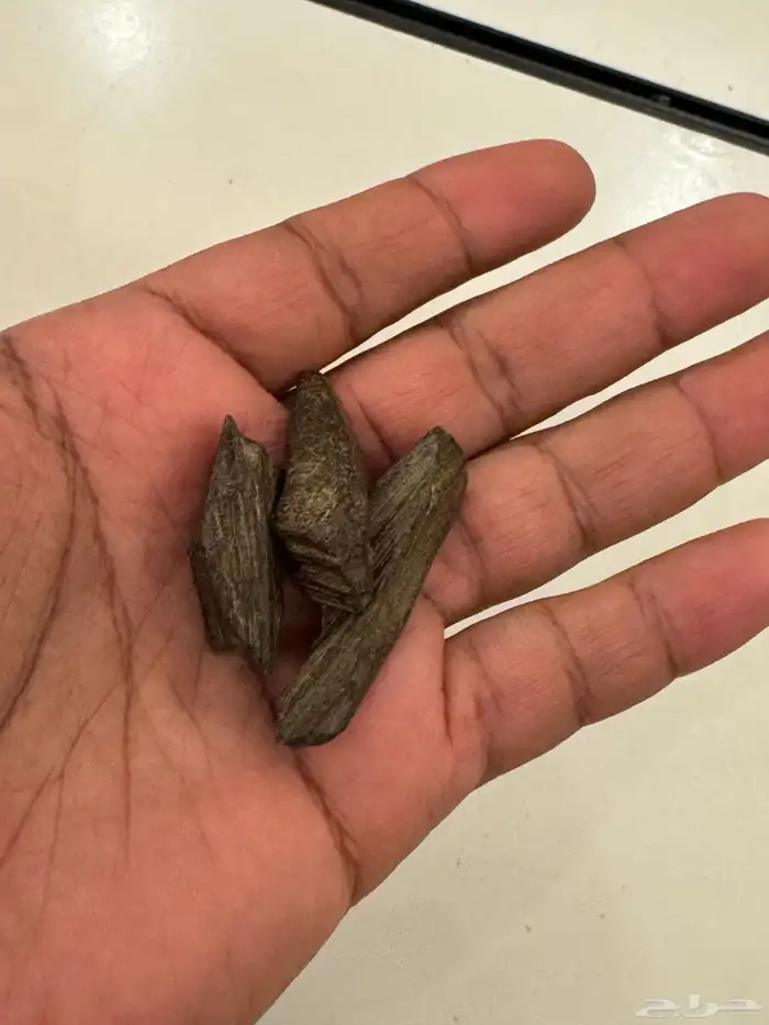 عود مروكي محسن ممتاز جده 22