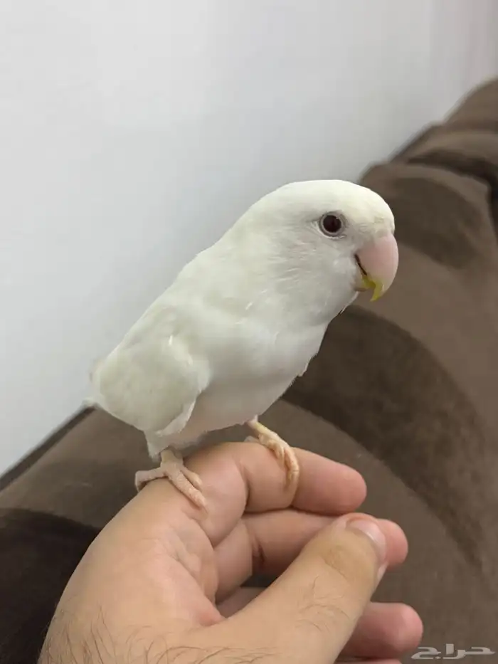 ببغاء روز ابيض 0