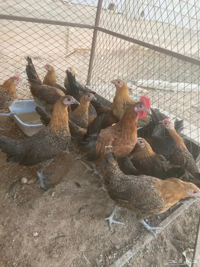 فراريج فيومي ذهبي 0