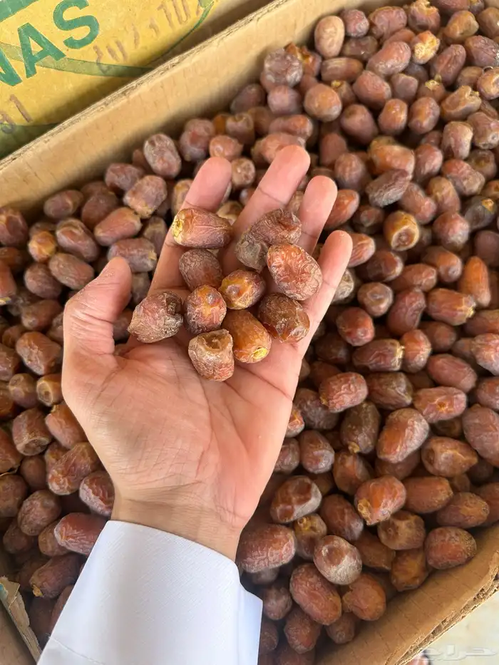تمر سري وخلاص وادي للبيع وفيه غرس (فسايل) من الانواع 3