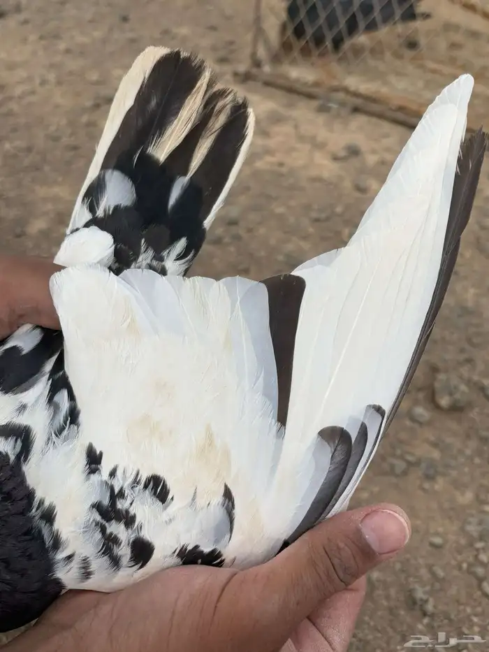 حمام باكستاني شينة و تيدي 4