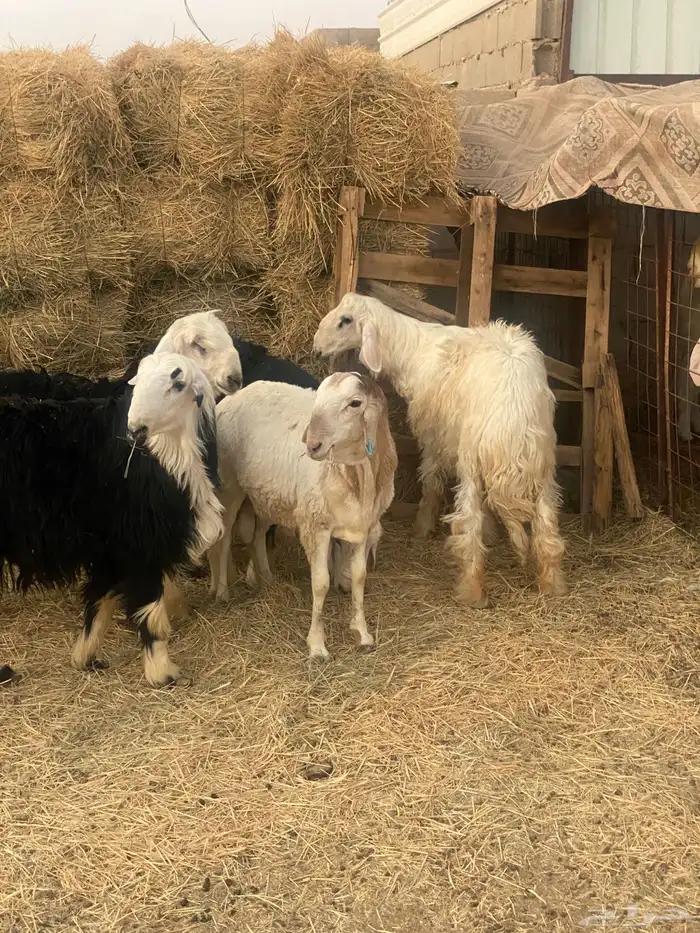 طليان نجد 7