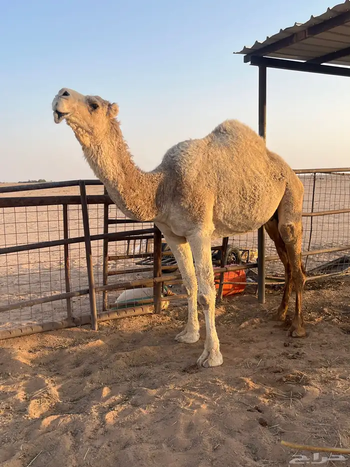ناقه ضريبه طيبه 0