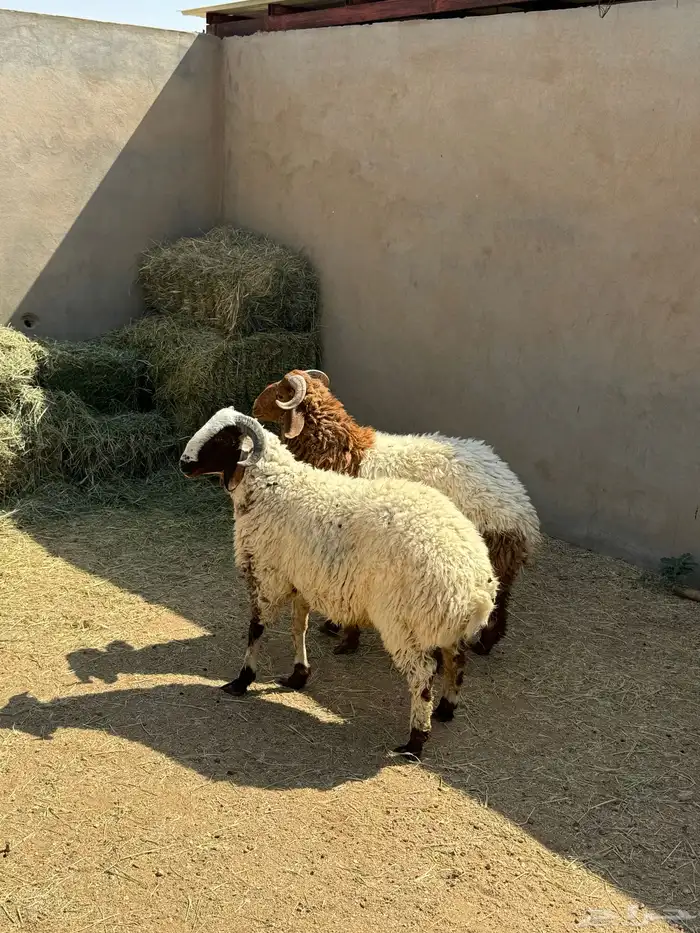خرفان نعيم مغلقات 0