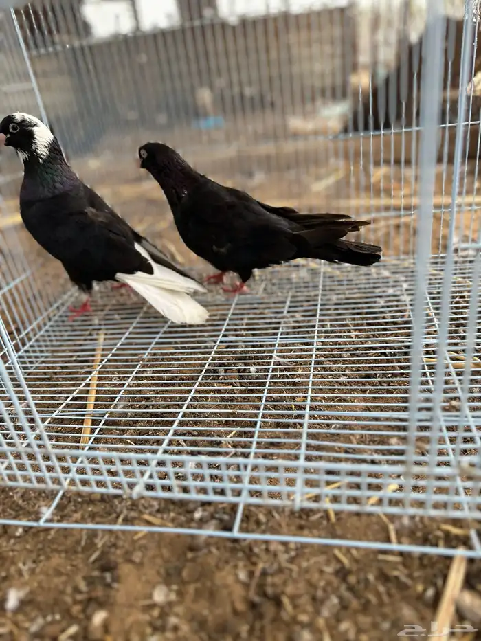 حمام قطايف 3