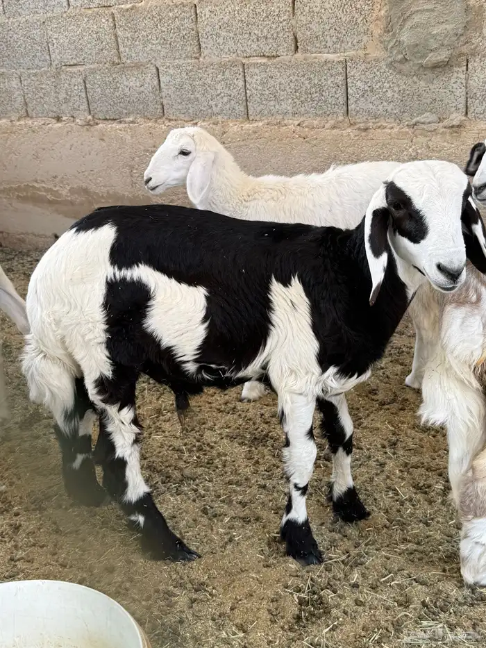 طلي لباني نجدي مشروك 3