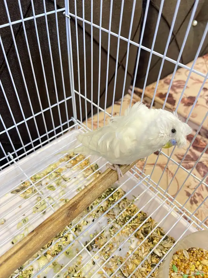 ذكر بادجي هوقو تم البيع 2