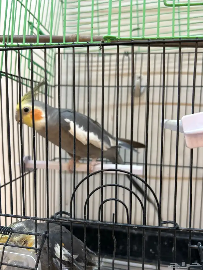 طيور كروان 2
