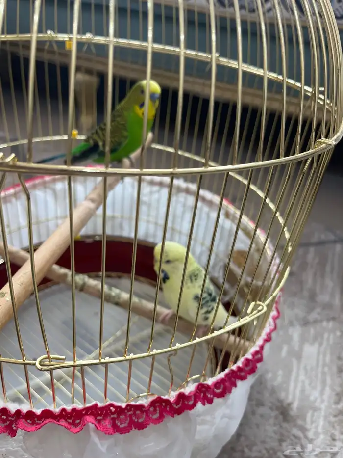 طيور حب للبيع 0