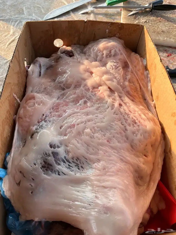 ذبايح 0