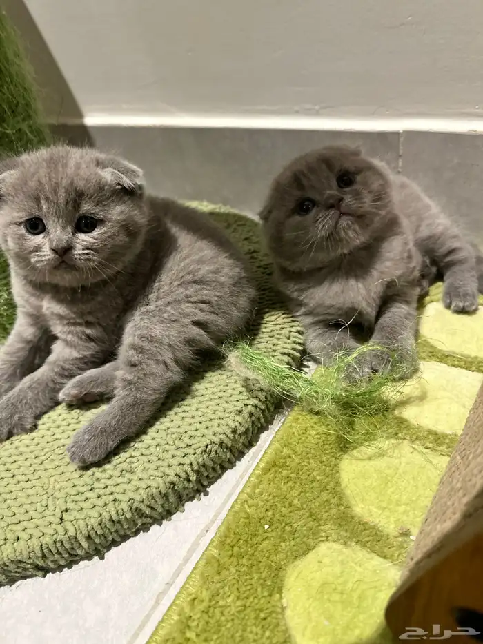 Scottish Fold Kitten Pure Breed 5