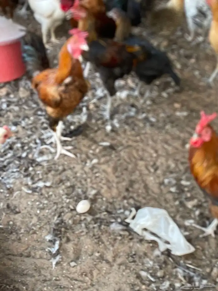 دجاج بلدي بشاير توه يبيض 0