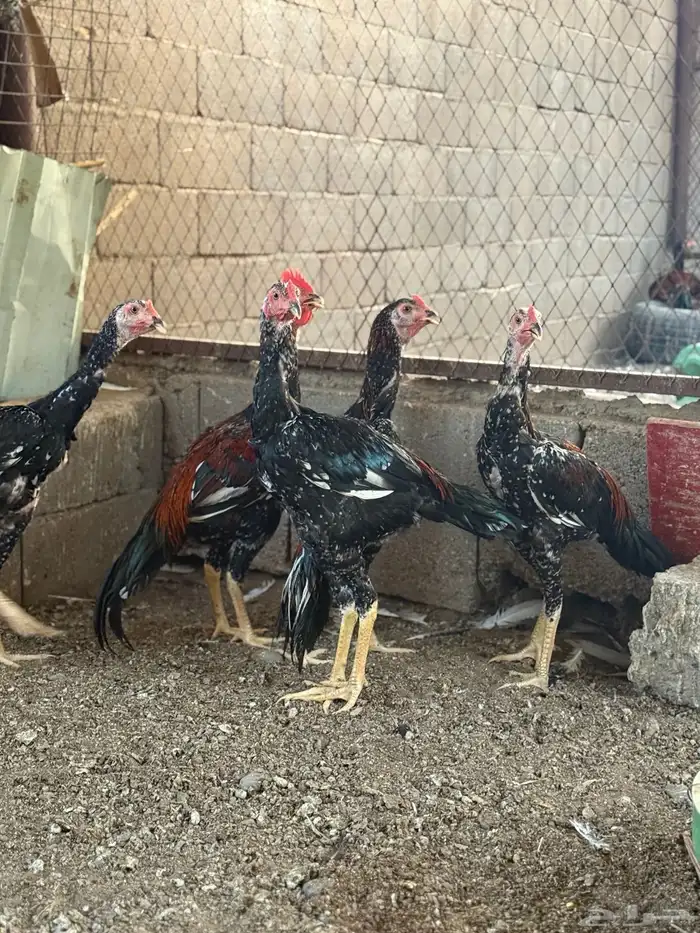 ديكه سنود نسل غبشان 0