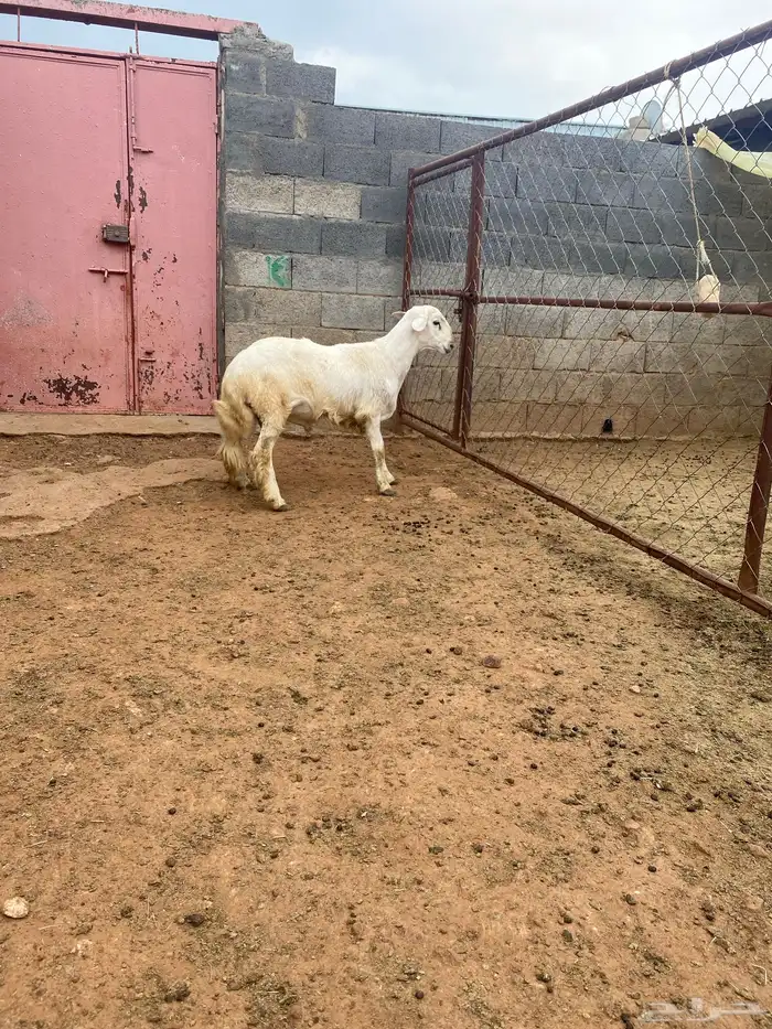 مشروع فحل مشروووط شعره قصيره وطول رقبة وطرف 2