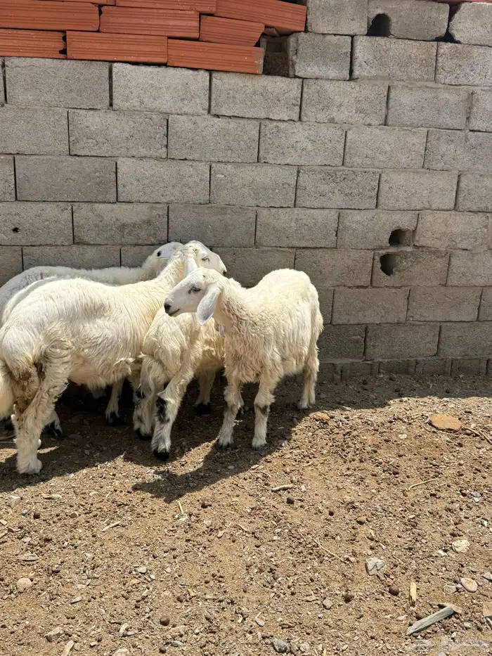 للبيع 5 طليان من انتاج المرح 11