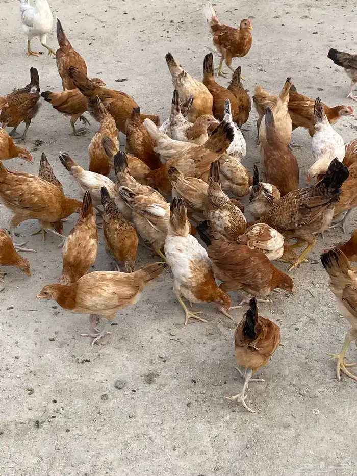 دجاج بلدي للبيععع 52