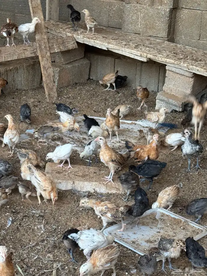 دجاج 1