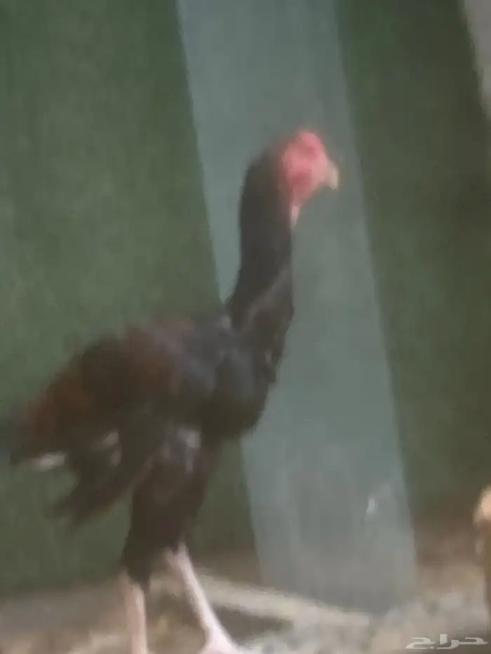 ديكين فارسيه واحد شامو 21