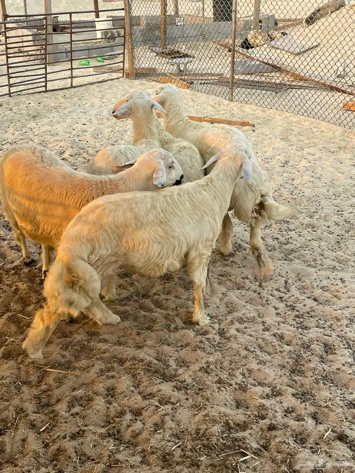 ذبايح حريات 3