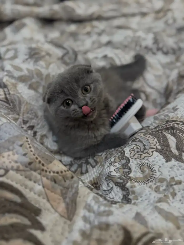 كيتن سكوتش فولد سيل ر 3