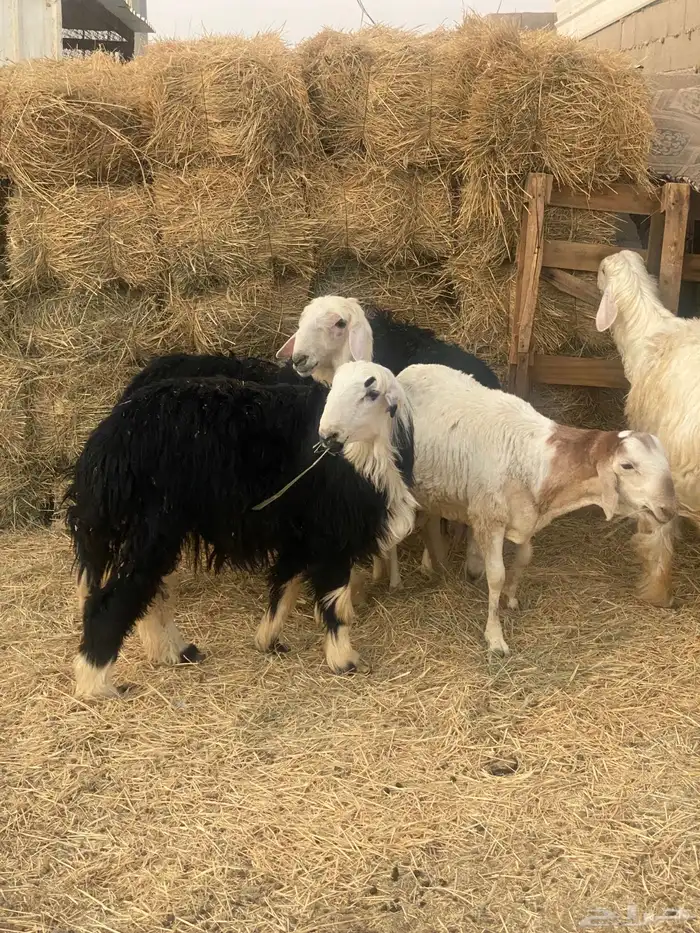طليان نجد 5