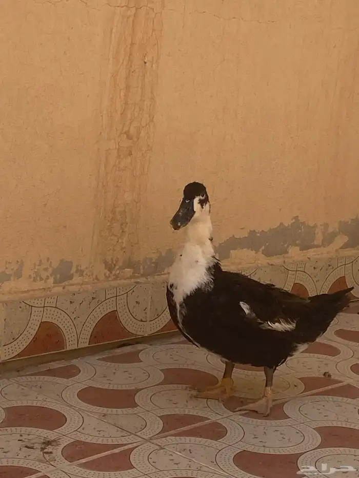 بطه للبيع 0