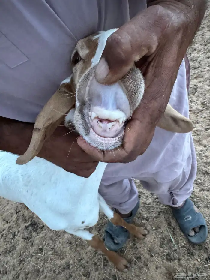 رخل سواكنيه بيضا معها رخل 2