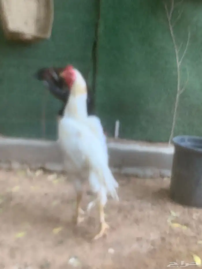 ديكين فارسيه واحد شامو 1