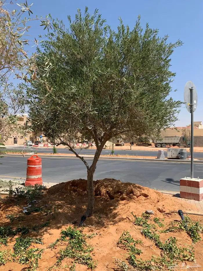 نخل واشجار وزيتون 2