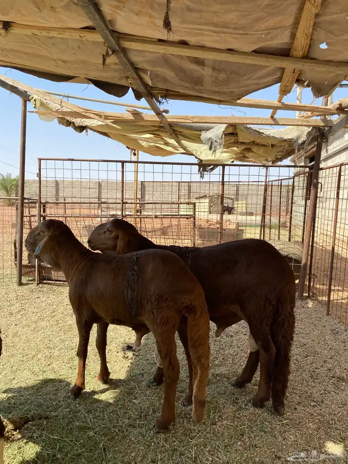 طليان جذعان سواكن مرابي 0