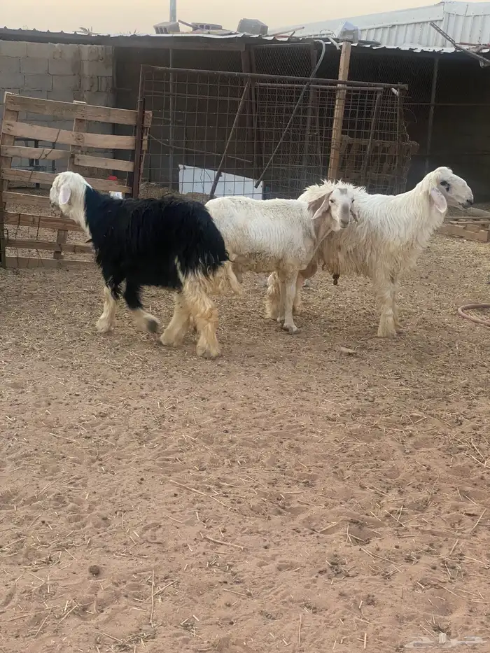 طليان نجد 2
