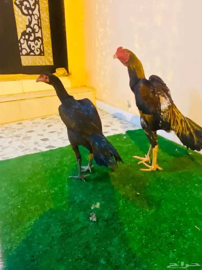 زوج شامو ياباني ماشاءالله جميل 17