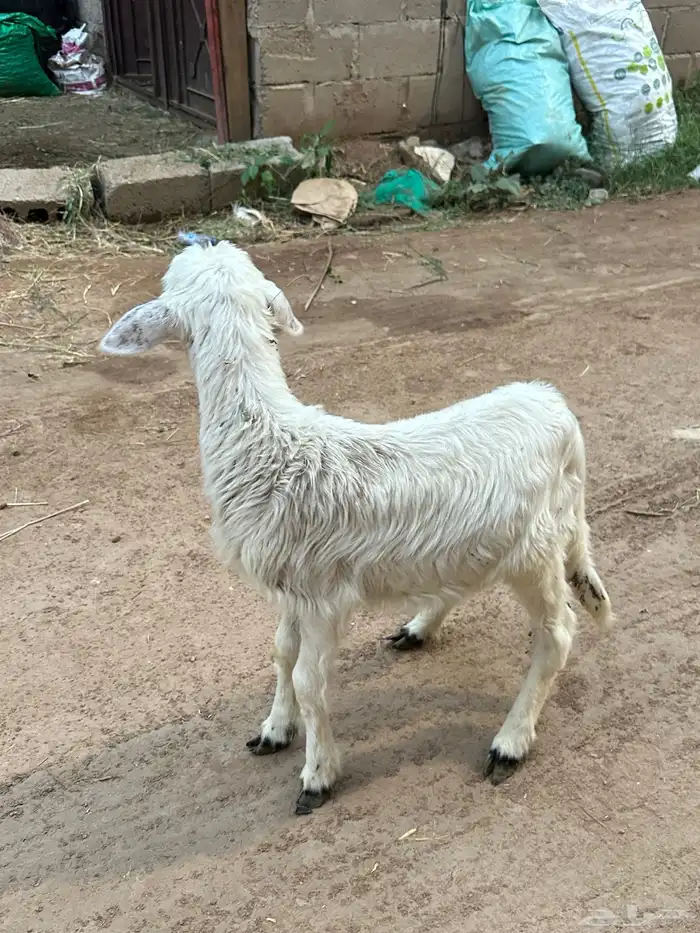 رخل ترضع مبشمه 2