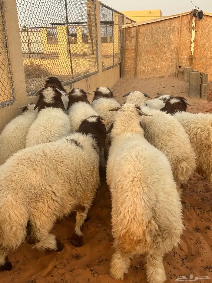 طليان نعيم فاخره 3