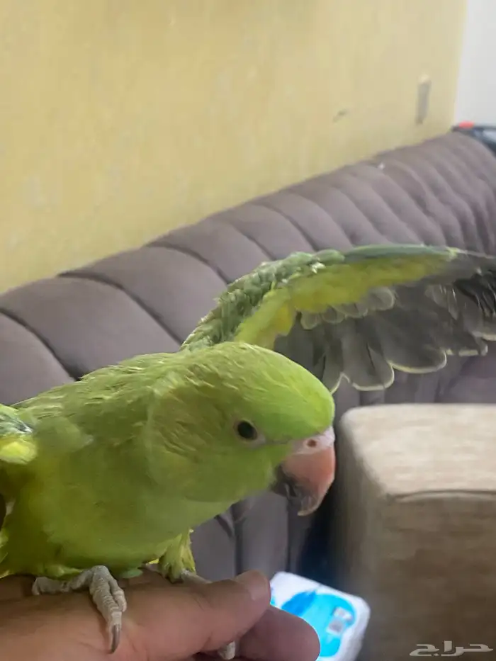 ببغاء دره صغير 2