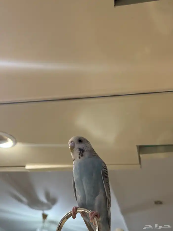 ببغاء بادجي الصحه مافيه شي 3
