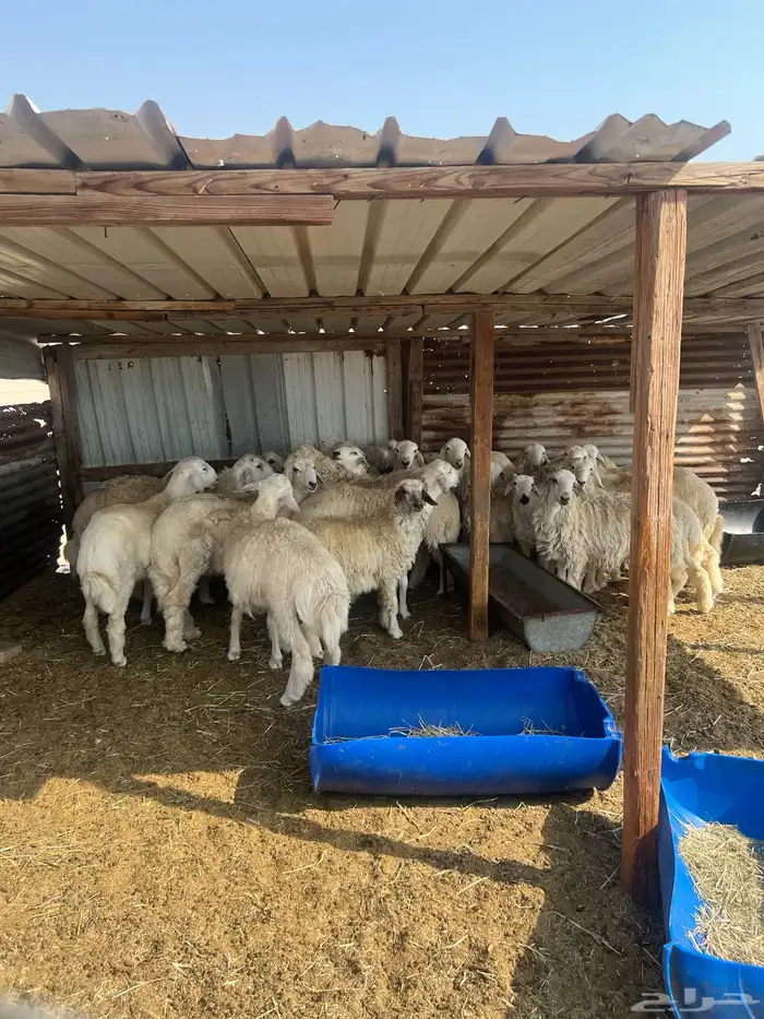 حريات للبيع 1